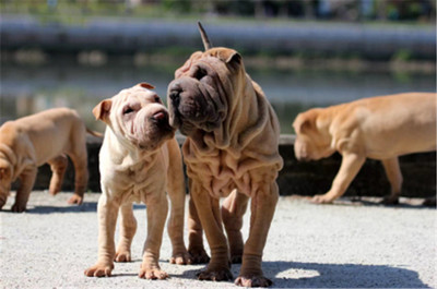 2018中国·大沥沙皮狗文化节 文化盛宴即将开启